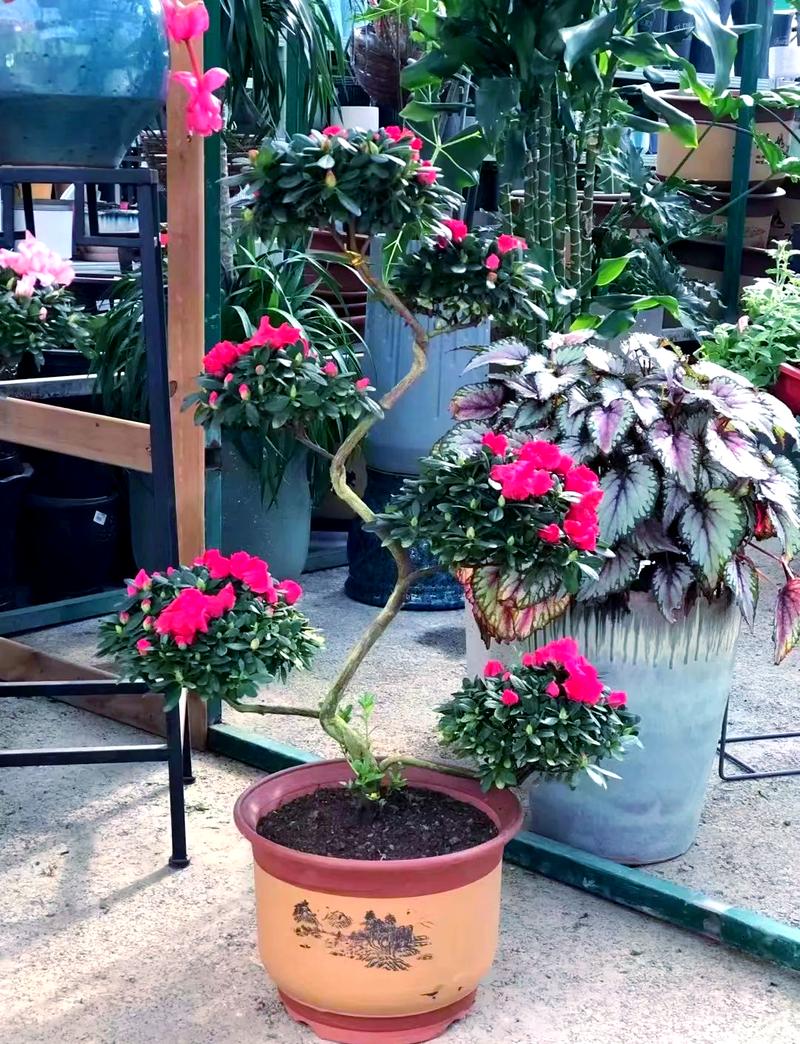 杜鹃冬季开花吗，冬季适合多少度？杜鹃冬季开花吗,冬季适合多少度生长？-第5张图片-优品飞百科