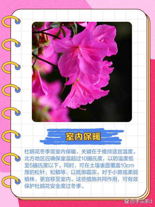 杜鹃冬季开花吗，冬季适合多少度？杜鹃冬季开花吗,冬季适合多少度生长？-第6张图片-优品飞百科