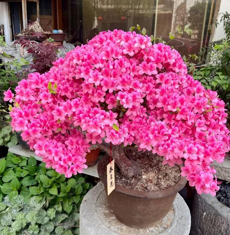 杜鹃冬季开花吗，冬季适合多少度？杜鹃冬季开花吗,冬季适合多少度生长？-第7张图片-优品飞百科