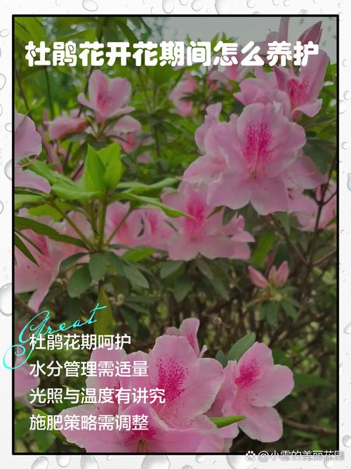 杜鹃冬季开花吗，冬季适合多少度？杜鹃冬季开花吗,冬季适合多少度生长？-第8张图片-优品飞百科