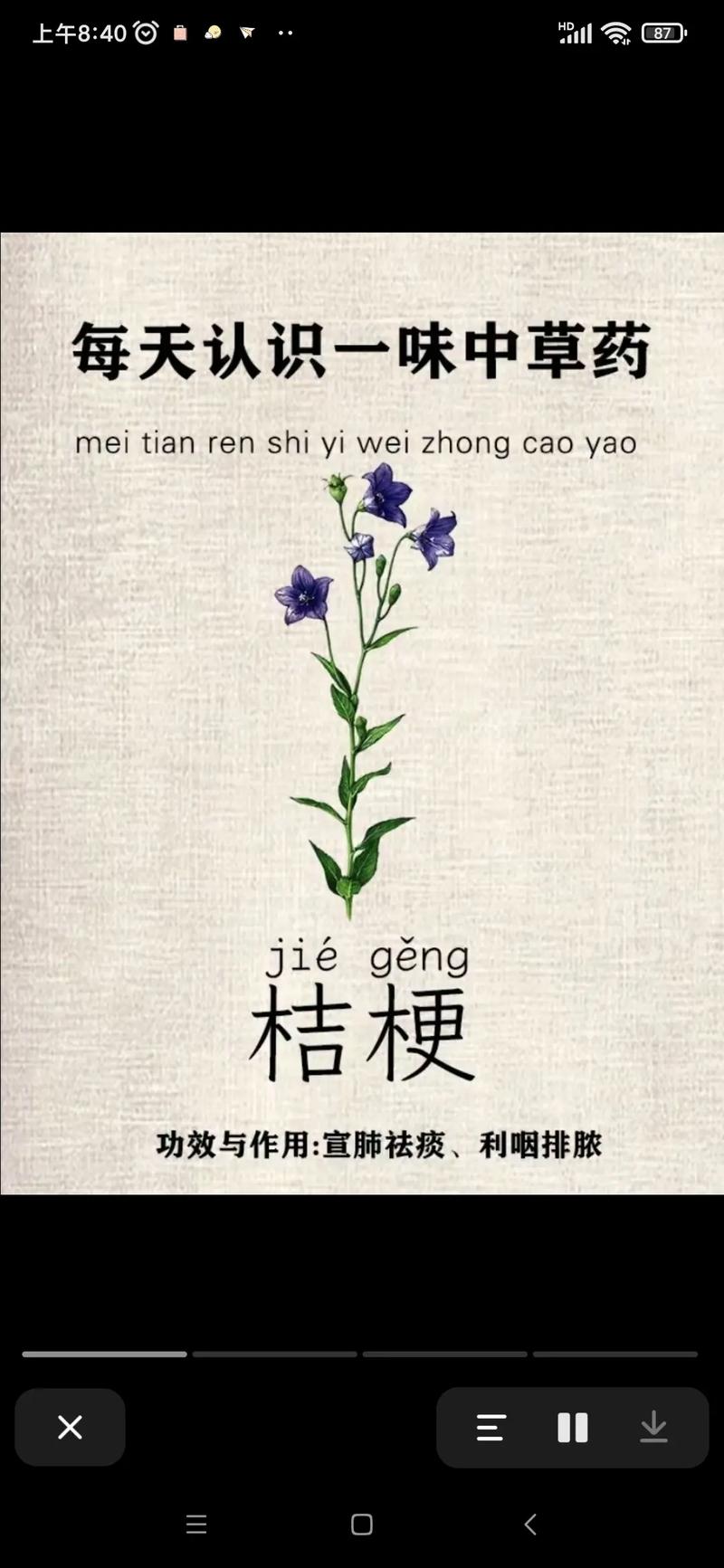 桔梗是花也是药，桔梗花是什么植物-第2张图片-优品飞百科