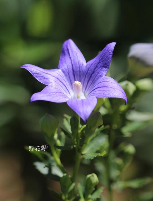 桔梗是花也是药，桔梗花是什么植物-第3张图片-优品飞百科