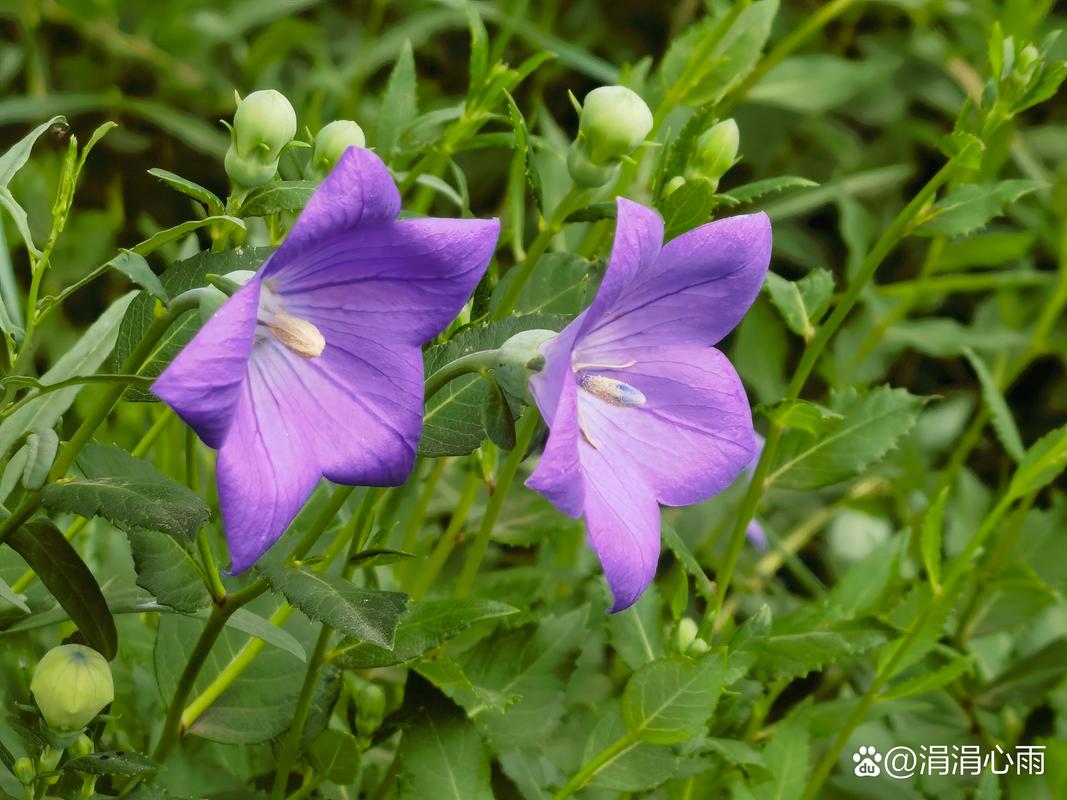 桔梗是花也是药，桔梗花是什么植物-第4张图片-优品飞百科