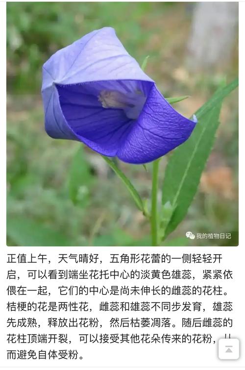 桔梗是花也是药，桔梗花是什么植物-第5张图片-优品飞百科