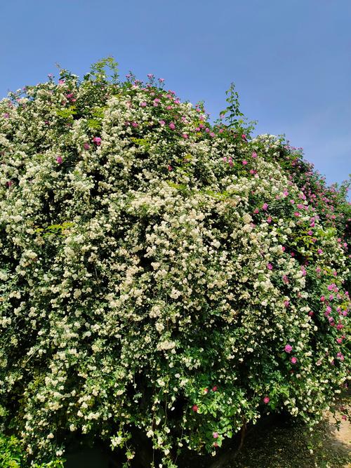 上海适合养什么花，市花和市树是什么？上海长年适合养的花？-第2张图片-优品飞百科