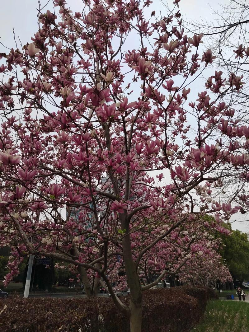 上海适合养什么花，市花和市树是什么？上海长年适合养的花？-第3张图片-优品飞百科