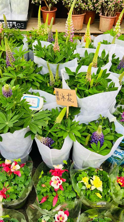 上海适合养什么花，市花和市树是什么？上海长年适合养的花？-第4张图片-优品飞百科