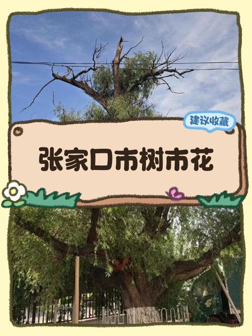 上海适合养什么花，市花和市树是什么？上海长年适合养的花？-第6张图片-优品飞百科