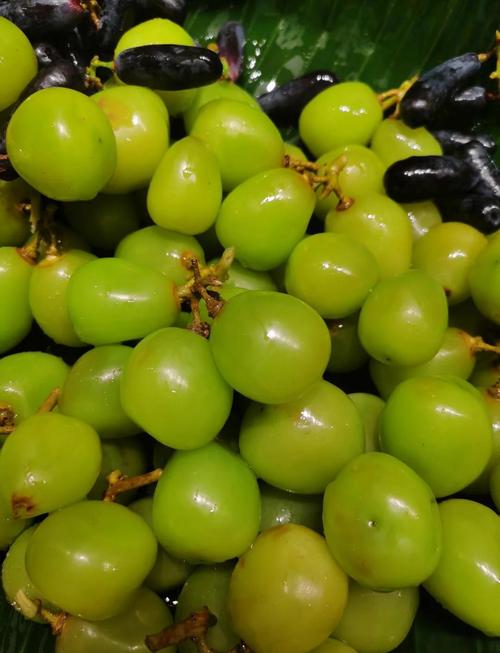 比阳光玫瑰还好的葡萄品种，像阳光玫瑰发黄的葡萄是什么品种-第1张图片-优品飞百科