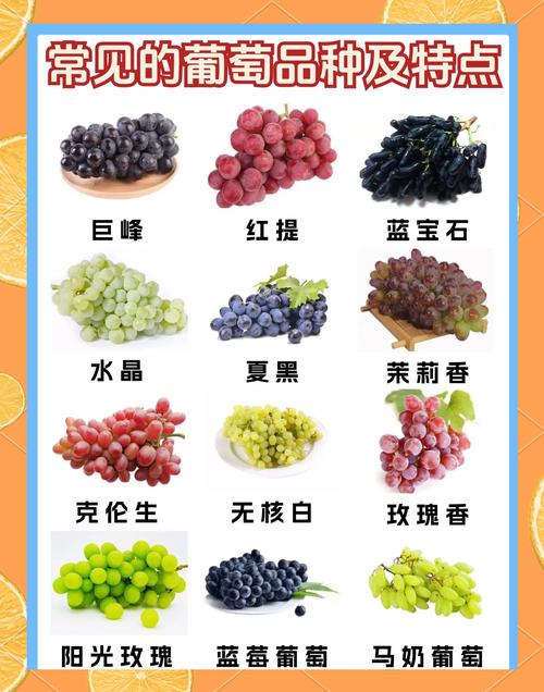 比阳光玫瑰还好的葡萄品种，像阳光玫瑰发黄的葡萄是什么品种-第2张图片-优品飞百科