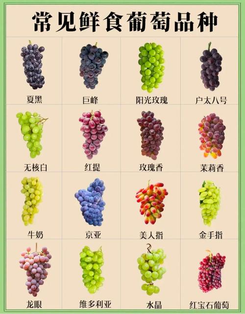 比阳光玫瑰还好的葡萄品种，像阳光玫瑰发黄的葡萄是什么品种-第3张图片-优品飞百科