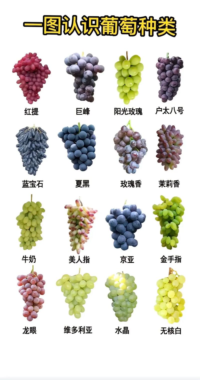 比阳光玫瑰还好的葡萄品种，像阳光玫瑰发黄的葡萄是什么品种-第5张图片-优品飞百科