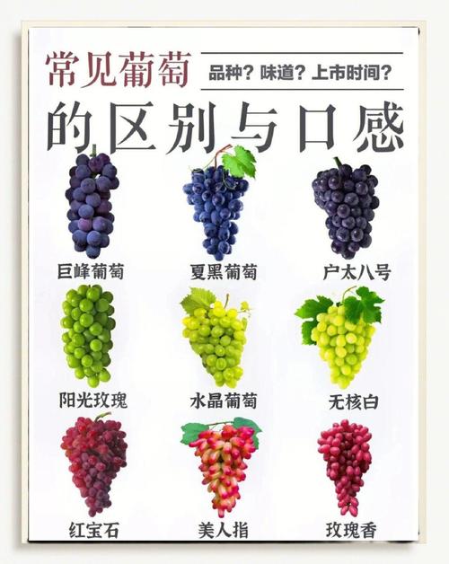 比阳光玫瑰还好的葡萄品种，像阳光玫瑰发黄的葡萄是什么品种-第6张图片-优品飞百科