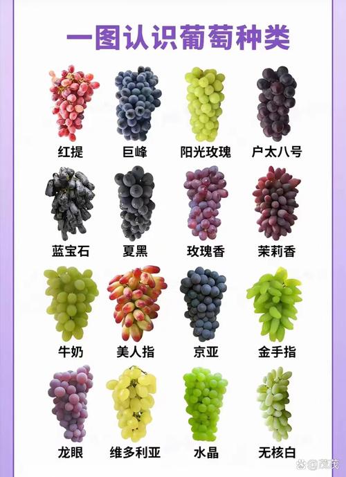 比阳光玫瑰还好的葡萄品种，像阳光玫瑰发黄的葡萄是什么品种-第7张图片-优品飞百科