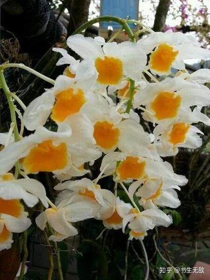 红花石斛的功效与作用,红花石斛是什么品种?-第1张图片-优品飞百科 红花石斛的功效与作用,红花石斛是什么品种?-第1张图片-优品飞百科