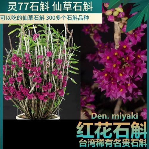 红花石斛的功效与作用,红花石斛是什么品种?-第2张图片-优品飞百科 红花石斛的功效与作用,红花石斛是什么品种?-第2张图片-优品飞百科