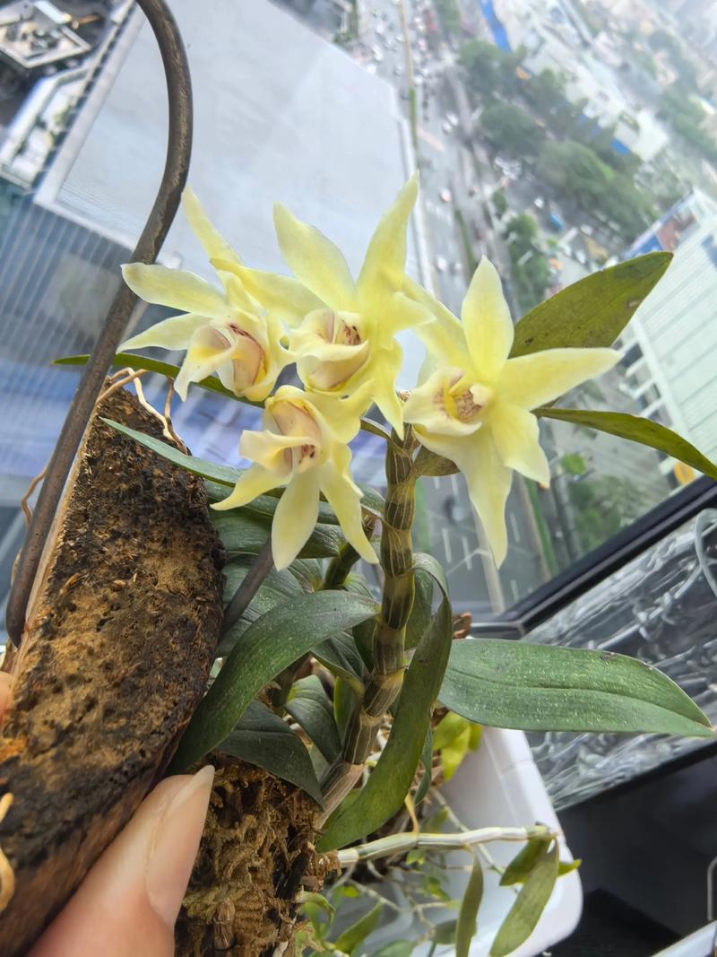 红花石斛的功效与作用,红花石斛是什么品种?-第4张图片-优品飞百科 红花石斛的功效与作用,红花石斛是什么品种?-第4张图片-优品飞百科