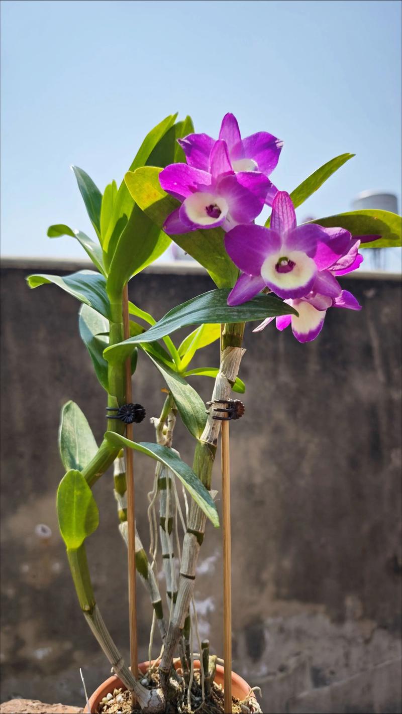 红花石斛的功效与作用,红花石斛是什么品种?-第5张图片-优品飞百科 红花石斛的功效与作用,红花石斛是什么品种?-第5张图片-优品飞百科