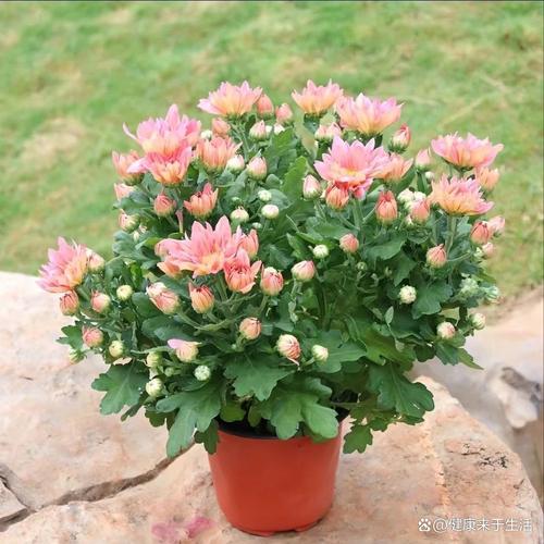 荷兰菊的花语和传说，荷兰菊介绍？-第1张图片-优品飞百科