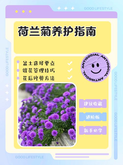 荷兰菊的花语和传说，荷兰菊介绍？-第2张图片-优品飞百科