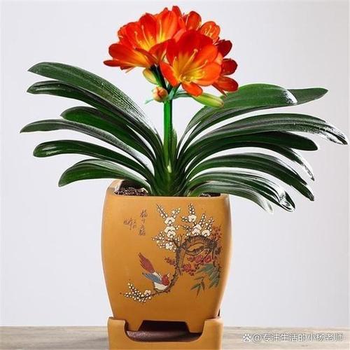 70厘米高花盆可以种什么，60厘米高花盆种什么