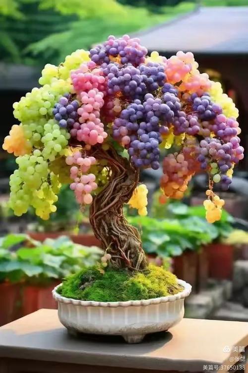 70厘米高花盆可以种什么，60厘米高花盆种什么-第2张图片-优品飞百科