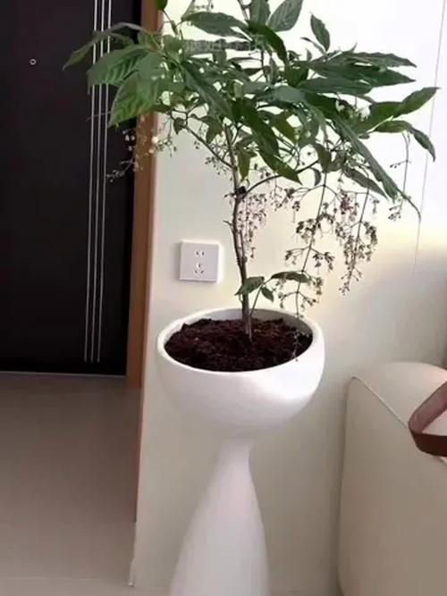 70厘米高花盆可以种什么，60厘米高花盆种什么-第4张图片-优品飞百科