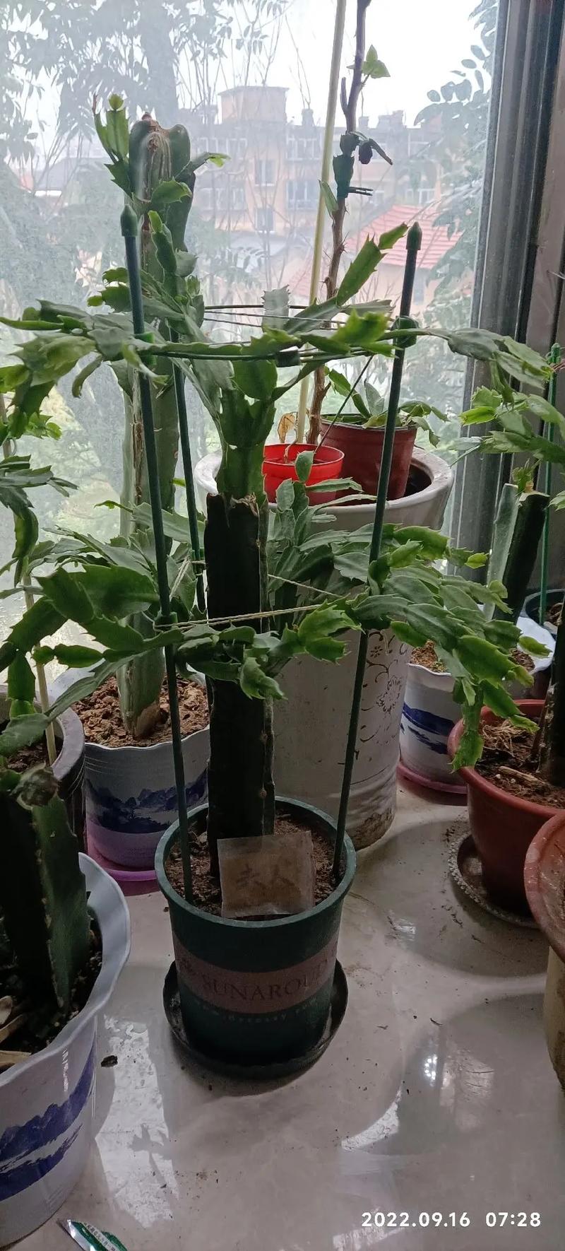 70厘米高花盆可以种什么，60厘米高花盆种什么-第5张图片-优品飞百科