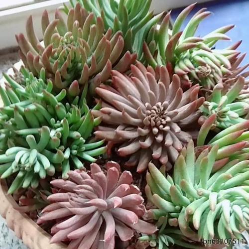 瓦松是什么植物，瓦松的药用价值是什么