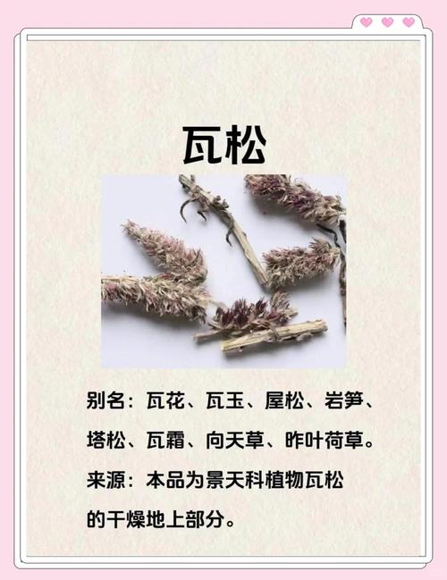 瓦松是什么植物,瓦松的药用价值是什么-第2张图片-优品飞百科 瓦松是什么植物,瓦松的药用价值是什么-第2张图片-优品飞百科