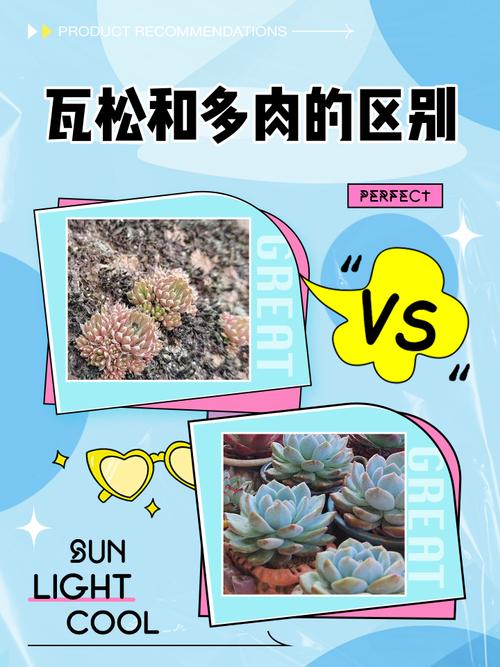 瓦松是什么植物,瓦松的药用价值是什么-第3张图片-优品飞百科 瓦松是什么植物,瓦松的药用价值是什么-第3张图片-优品飞百科