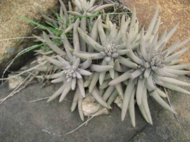 瓦松是什么植物,瓦松的药用价值是什么-第4张图片-优品飞百科 瓦松是什么植物,瓦松的药用价值是什么-第4张图片-优品飞百科