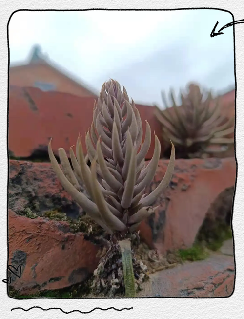 瓦松是什么植物,瓦松的药用价值是什么-第5张图片-优品飞百科 瓦松是什么植物,瓦松的药用价值是什么-第5张图片-优品飞百科