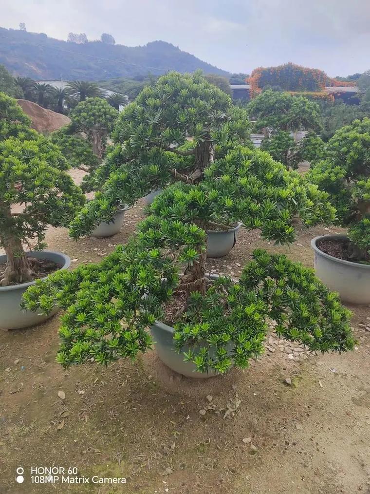 门口栽什么树镇宅旺财，门口栽什么树镇宅旺财北方？-第1张图片-优品飞百科