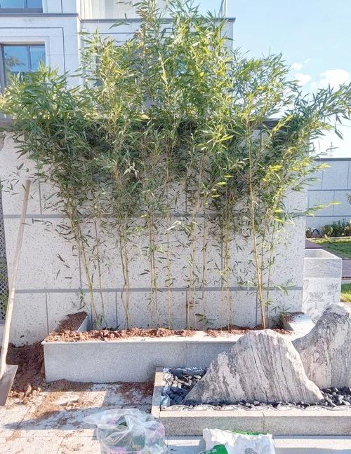 门口栽什么树镇宅旺财，门口栽什么树镇宅旺财北方？-第2张图片-优品飞百科