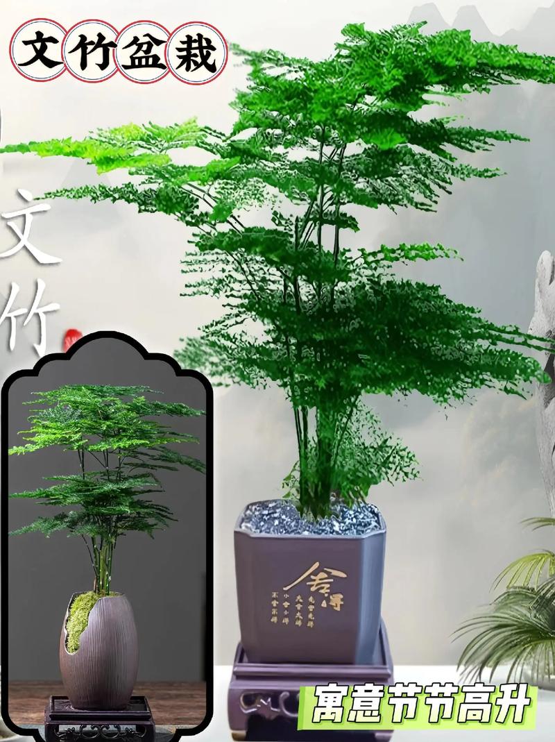 文竹可以放客厅吗，文竹放哪里最旺财？-第1张图片-优品飞百科