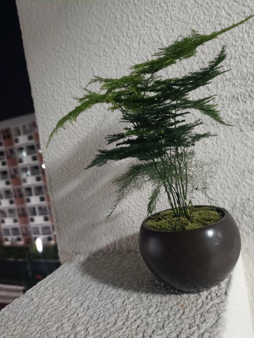 文竹可以放客厅吗，文竹放哪里最旺财？-第3张图片-优品飞百科