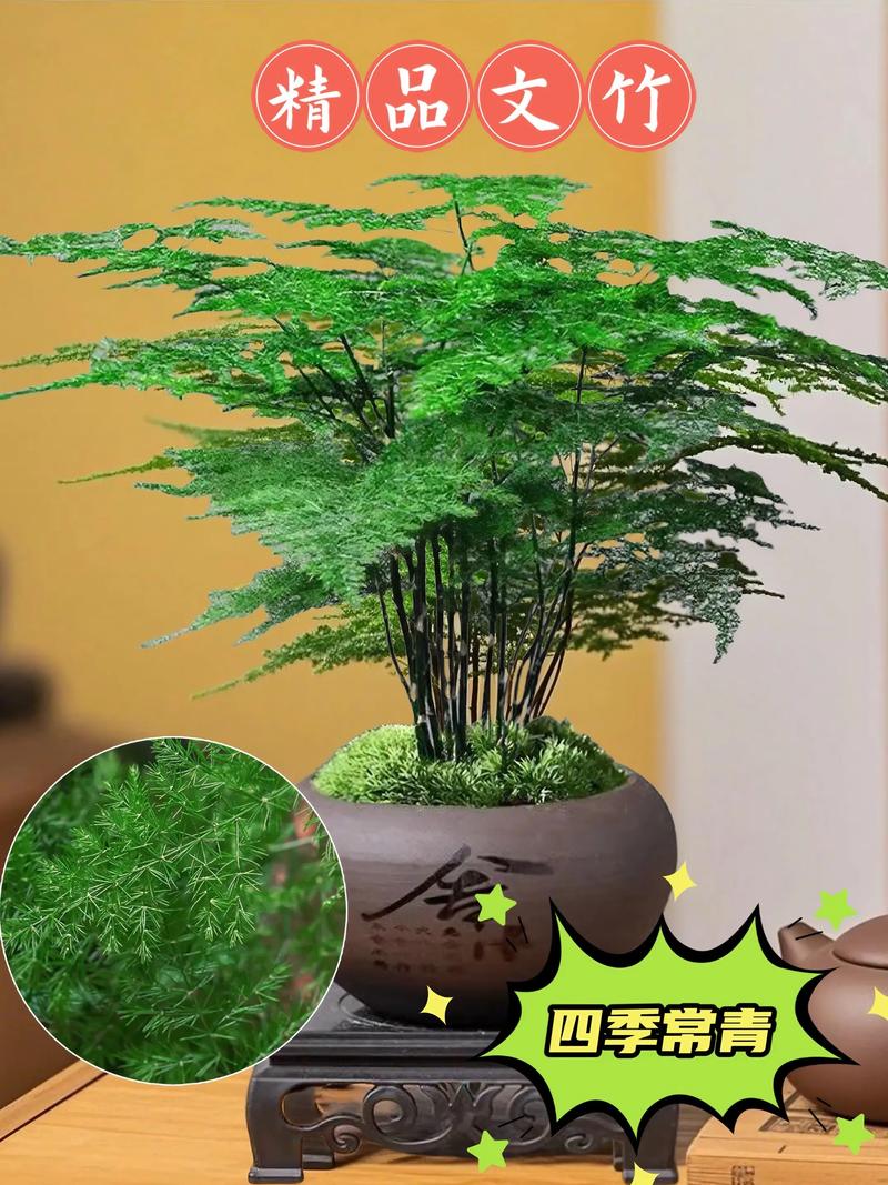 文竹可以放客厅吗，文竹放哪里最旺财？-第4张图片-优品飞百科