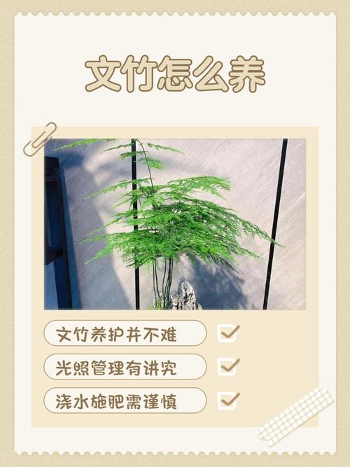 文竹可以放客厅吗，文竹放哪里最旺财？-第5张图片-优品飞百科