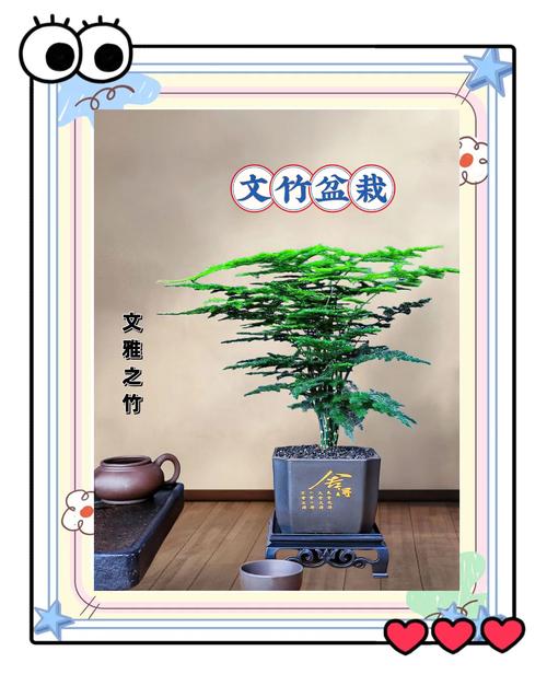 文竹可以放客厅吗，文竹放哪里最旺财？-第6张图片-优品飞百科