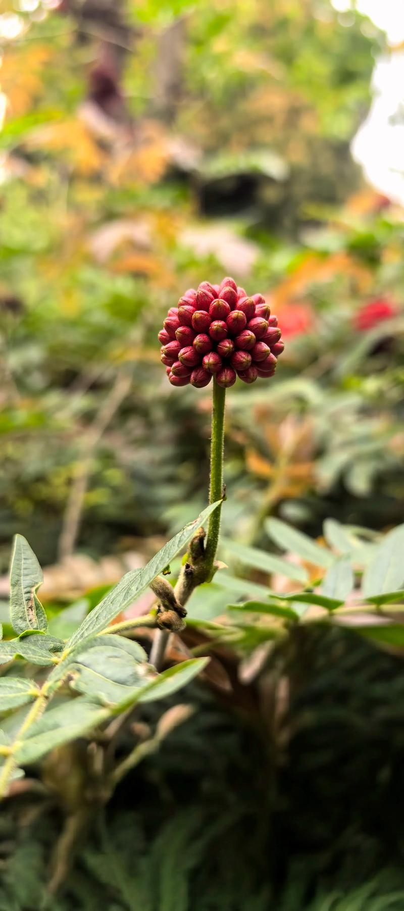 朱缨花的花语和象征代表意义，朱缨花什么时候开花？-第2张图片-优品飞百科