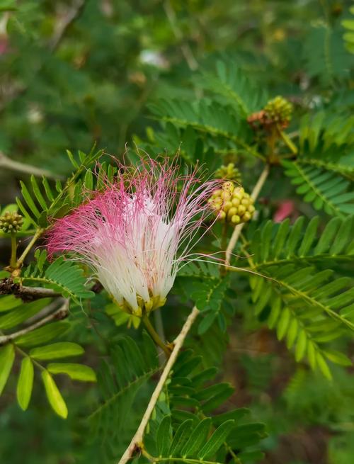 朱缨花的花语和象征代表意义，朱缨花什么时候开花？-第4张图片-优品飞百科