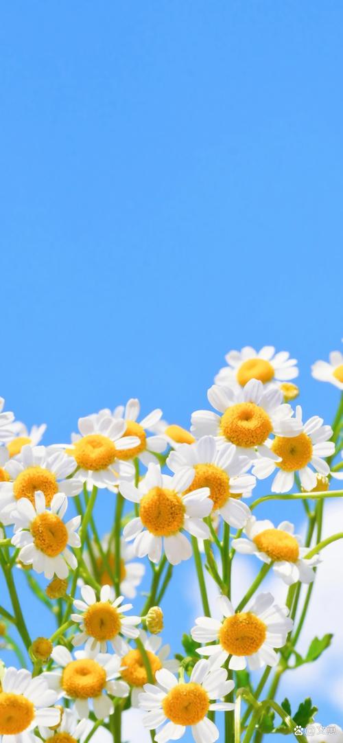 雏菊的花语及传说？雏菊的花语及传说和寓意？-第1张图片-优品飞百科