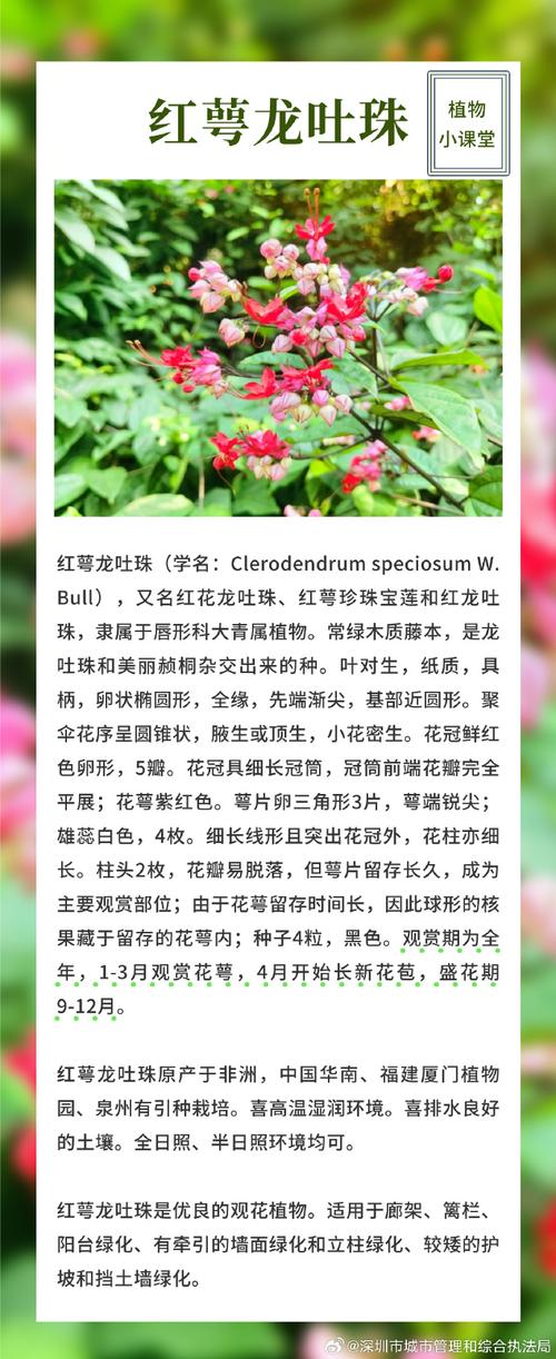 龙吐珠的主要价值，龙吐珠的作用？