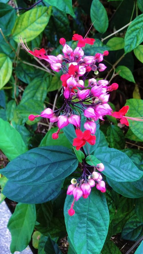 龙吐珠的主要价值，龙吐珠的作用？-第3张图片-优品飞百科