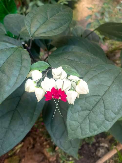 龙吐珠的主要价值，龙吐珠的作用？-第4张图片-优品飞百科