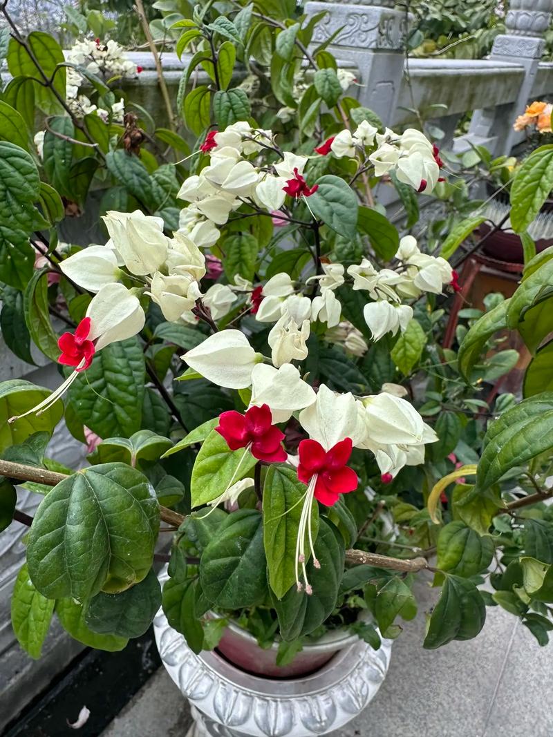 龙吐珠的主要价值，龙吐珠的作用？-第5张图片-优品飞百科