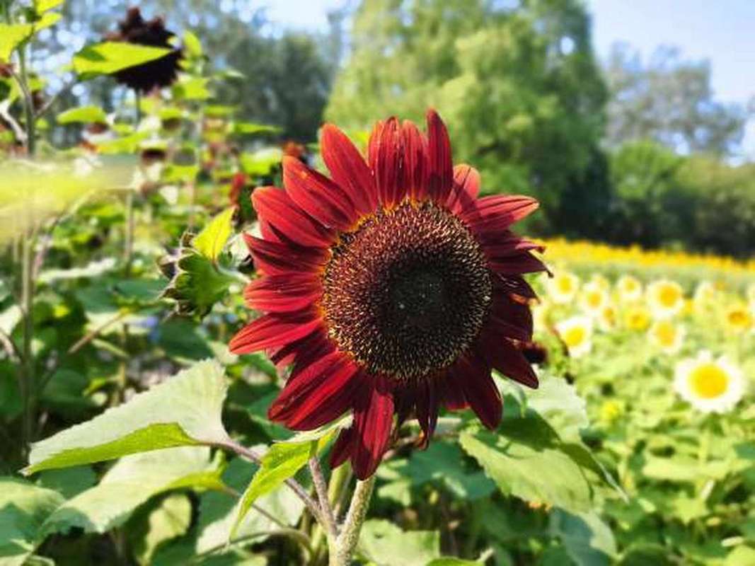 黑紫向日葵的养殖方法？黑花向日葵饲养？-第1张图片-优品飞百科