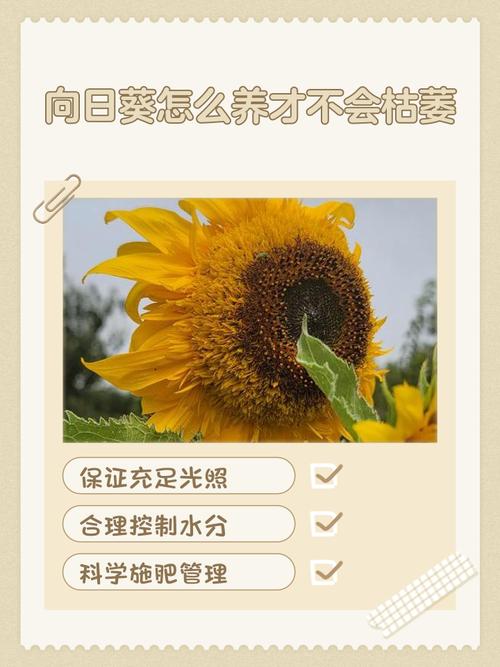 黑紫向日葵的养殖方法？黑花向日葵饲养？-第2张图片-优品飞百科