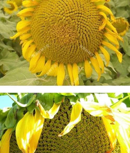 黑紫向日葵的养殖方法？黑花向日葵饲养？-第3张图片-优品飞百科